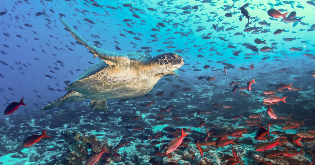 Vacanta Insulele Galapagos Un Circuit Senzational Travel Mood 9312